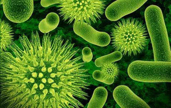 Qué es flora bacteriana aumentada