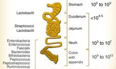 Tipos de bacteria de la flora intestinal