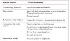 Cuál es la función del sistema endocrino