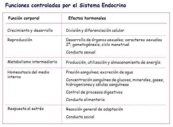 Cuál es la función del sistema endocrino