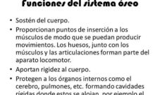 Cuál es la función del sistema óseo