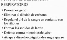 Cuál es la función del sistema respiratorio