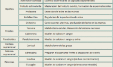 Cuáles son las hormonas del sistema endocrino