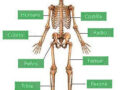 Huesos más importantes del sistema óseo humano