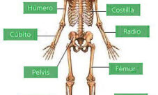 Huesos más importantes del sistema óseo humano
