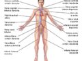 Imágenes del sistema circulatorio