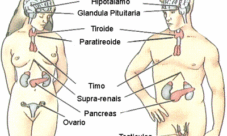 Imágenes del sistema endocrino