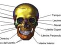 Imágenes del sistema óseo cabeza