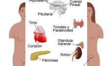 Órganos del sistema endocrino