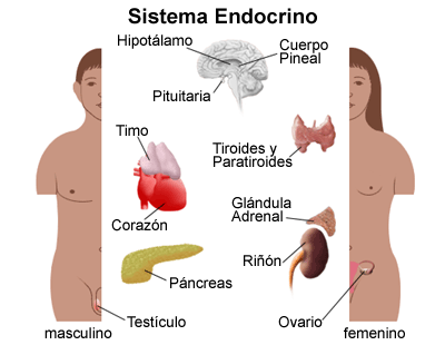 Órganos del sistema endocrino