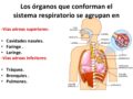 Cuáles son los órganos del sistema respiratorio