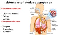 Cuáles son los órganos del sistema respiratorio