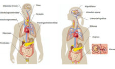 Cuáles son las partes del sistema endocrino