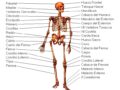 Cuáles son las partes del sistema óseo