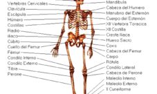 Cuáles son las partes del sistema óseo