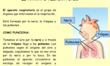 Cómo es el proceso de respiración humano