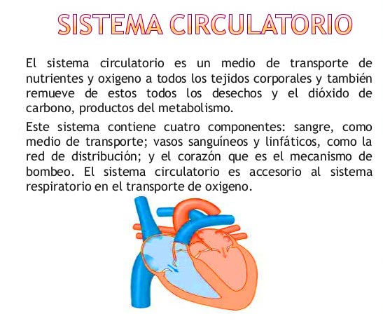Qué es el sistema circulatorio