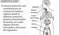 Qué es el sistema endocrino
