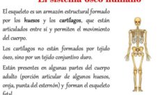 Qué es el sistema óseo
