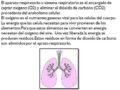 Qué es el sistema respiratorio