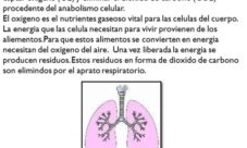 Qué es el sistema respiratorio