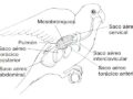 Sistema respiratorio de las aves