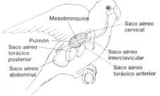 Sistema respiratorio de las aves
