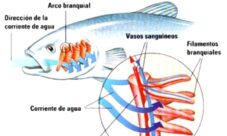Sistema respiratorio de los peces