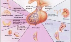 Trastornos orgánicos por insuficiencia hormonal