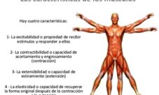 Características del sistema muscular