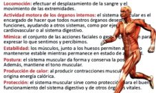 Funciones del sistema muscular