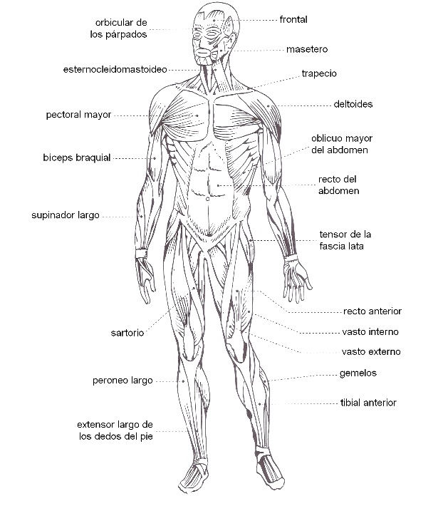 Imágenes del sistema muscular para colorear