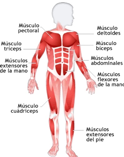 Imágenes del sistema muscular para niños