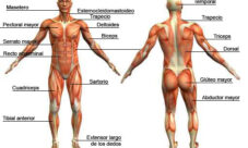 Imágenes del sistema muscular