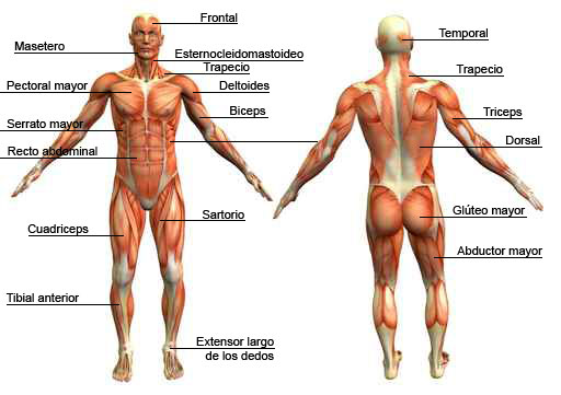 Imágenes del sistema muscular partes