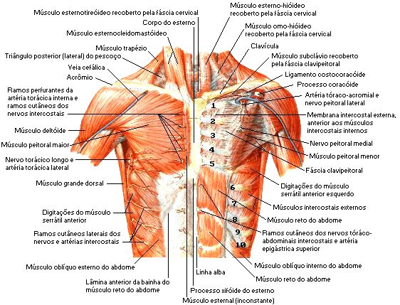 Imágenes del sistema muscular pectorales