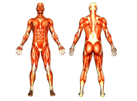 Imágenes del sistema muscular sin nombres