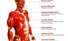 ¿Cuáles son los órganos del sistema muscular?
