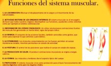 ¿Para qué sirve el sistema muscular?