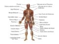 Partes del sistema muscular