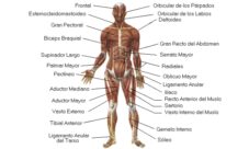 Partes del sistema muscular