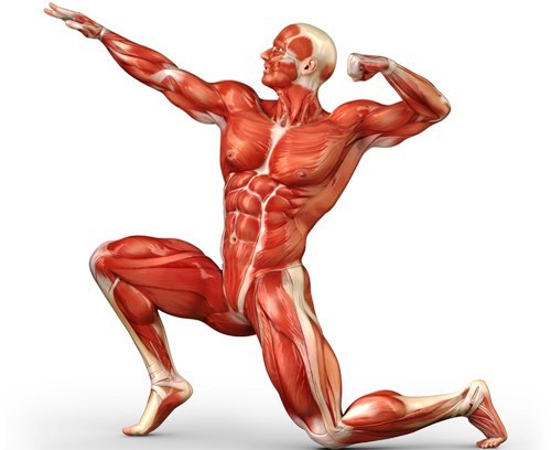 Qué es el sistema muscular (resumen)