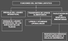 Cuál es la función del sistema linfático