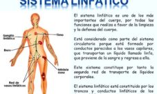 Cuál es la importancia del sistema linfático
