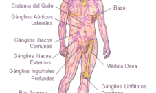 Cuáles son los órganos del sistema linfático