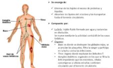 Partes del sistema linfático y sus funciones