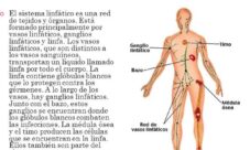 ¿Qué es el sistema linfático?