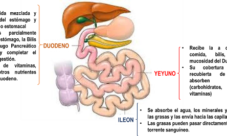 Cómo funciona el intestino delgado