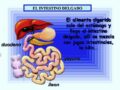 Cómo llegan los nutrientes al intestino delgado