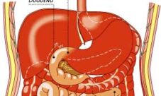 Cuánto mide el intestino delgado